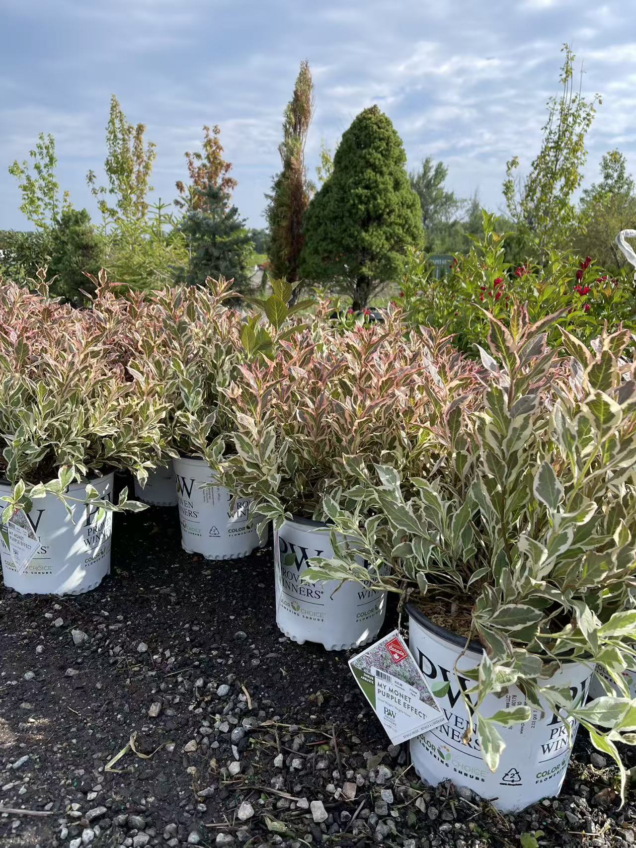 Weigela Florida 'My Monet Purple Effect'