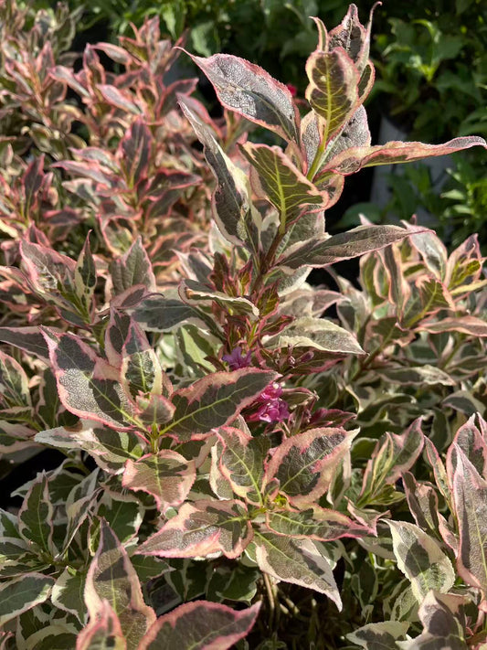 Weigela Florida 'My Monet Purple Effect'