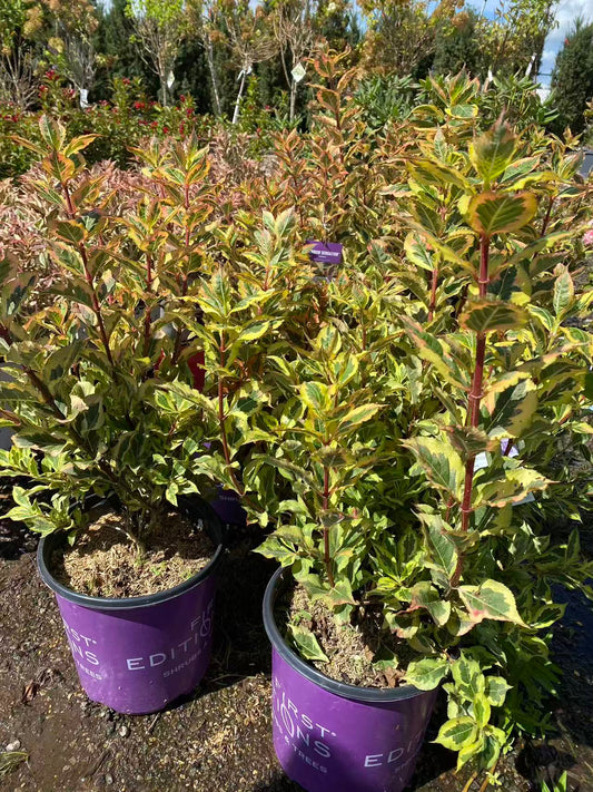 Weigela 'Rainbow Sensation'