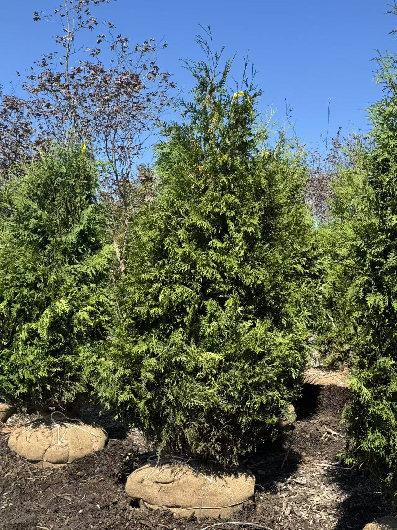 White Cedar