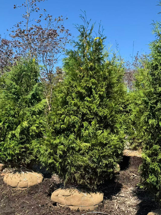 White Cedar