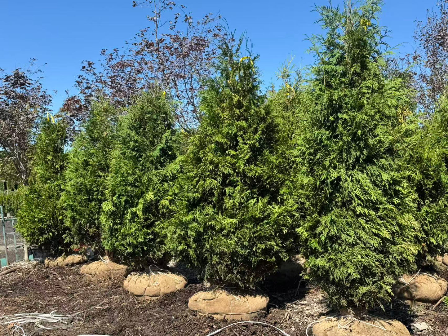 White Cedar