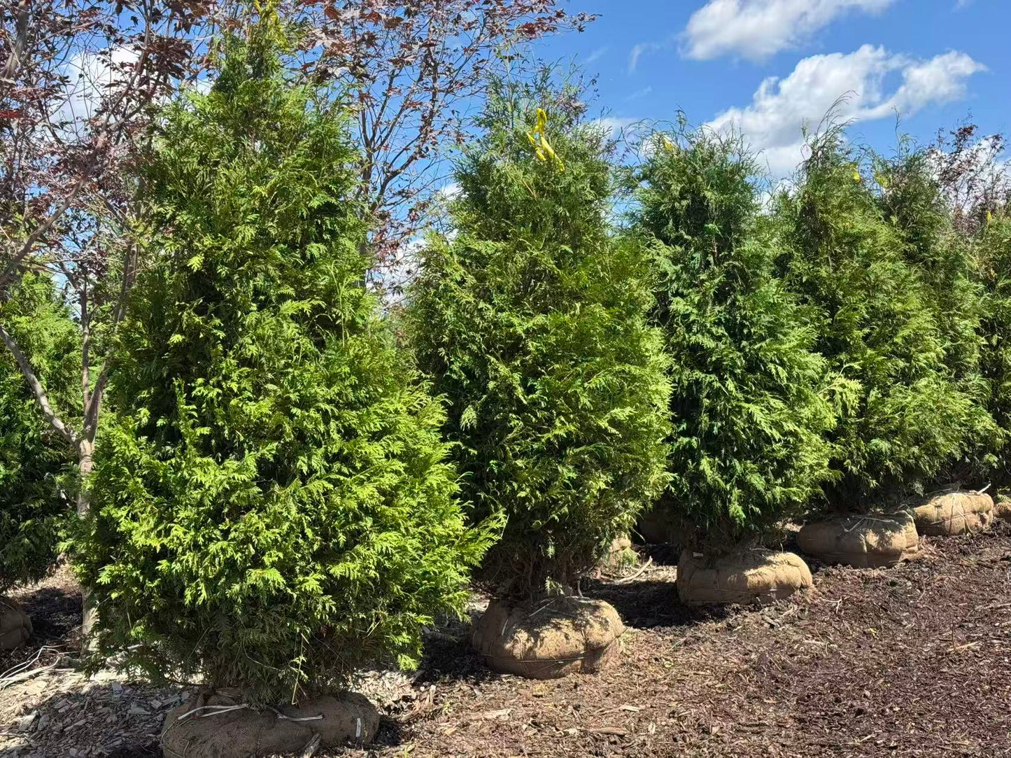 White Cedar