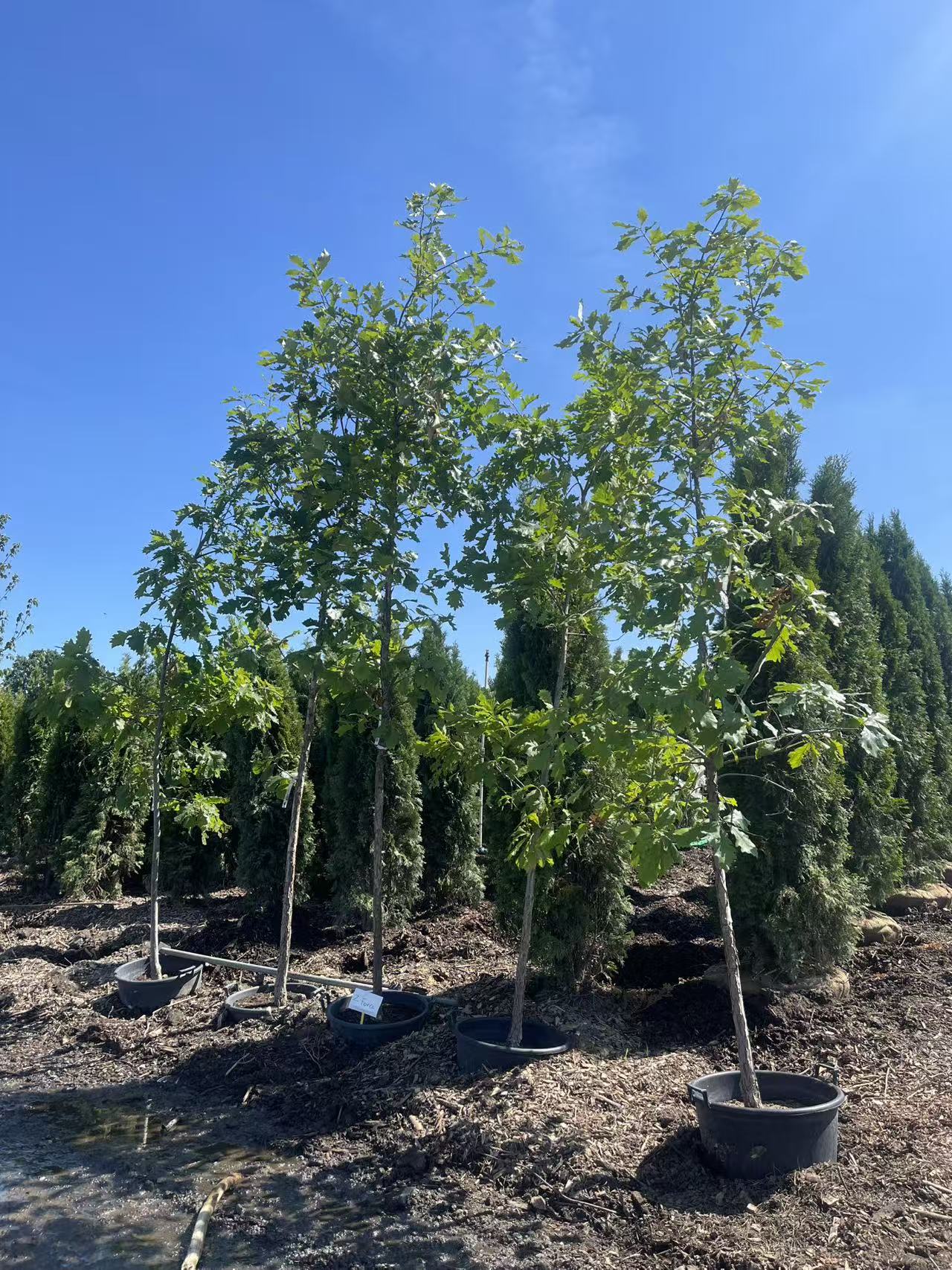 White Oak