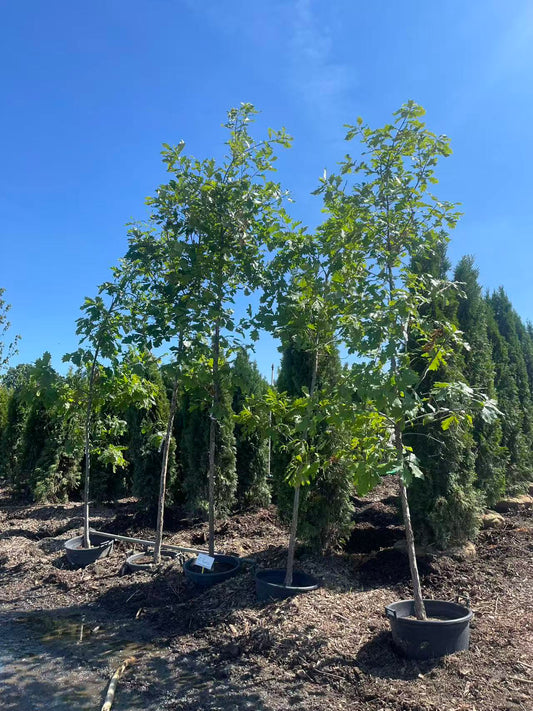 White Oak