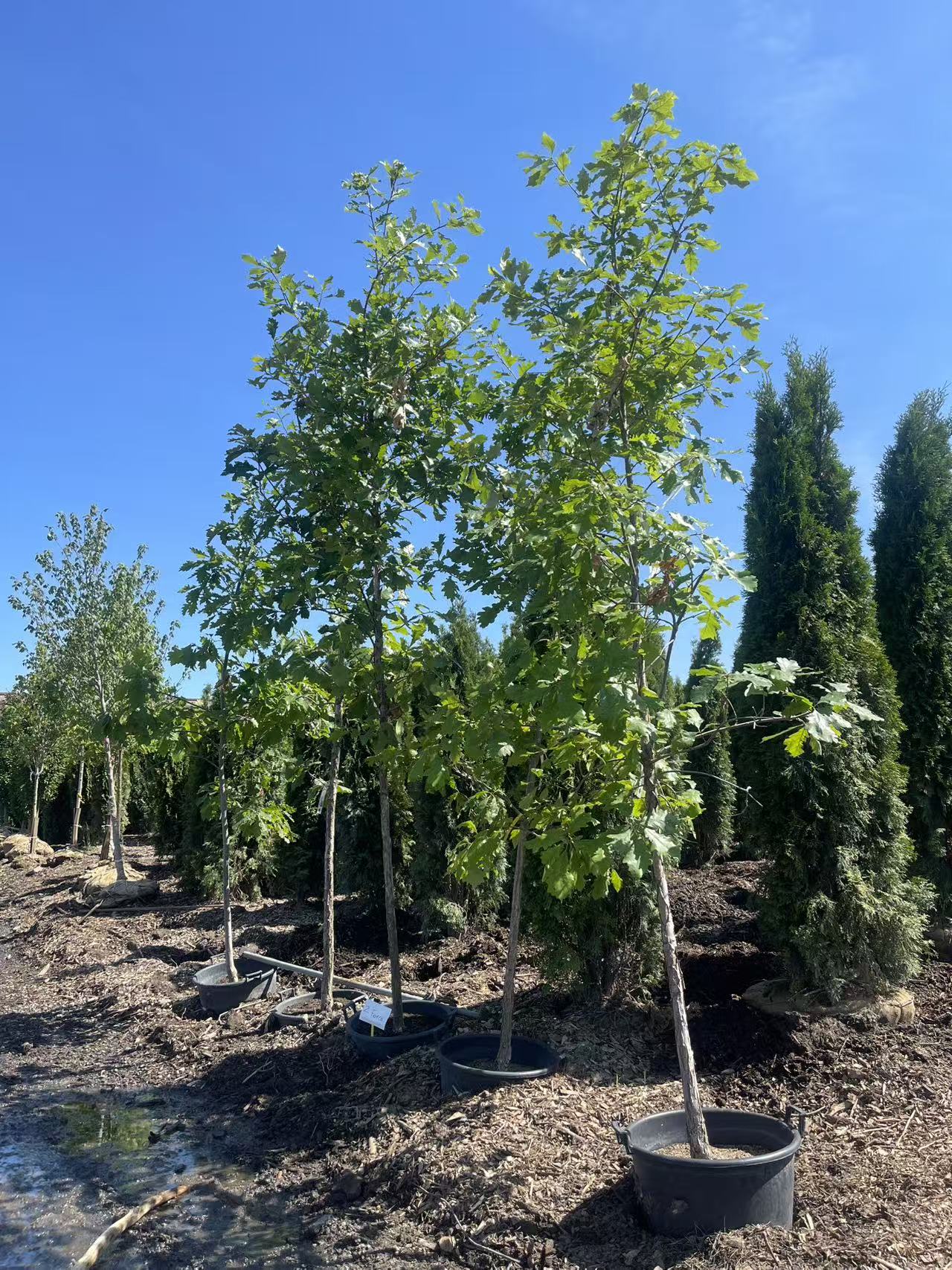 White Oak
