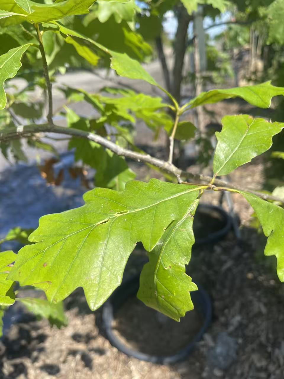 White Oak
