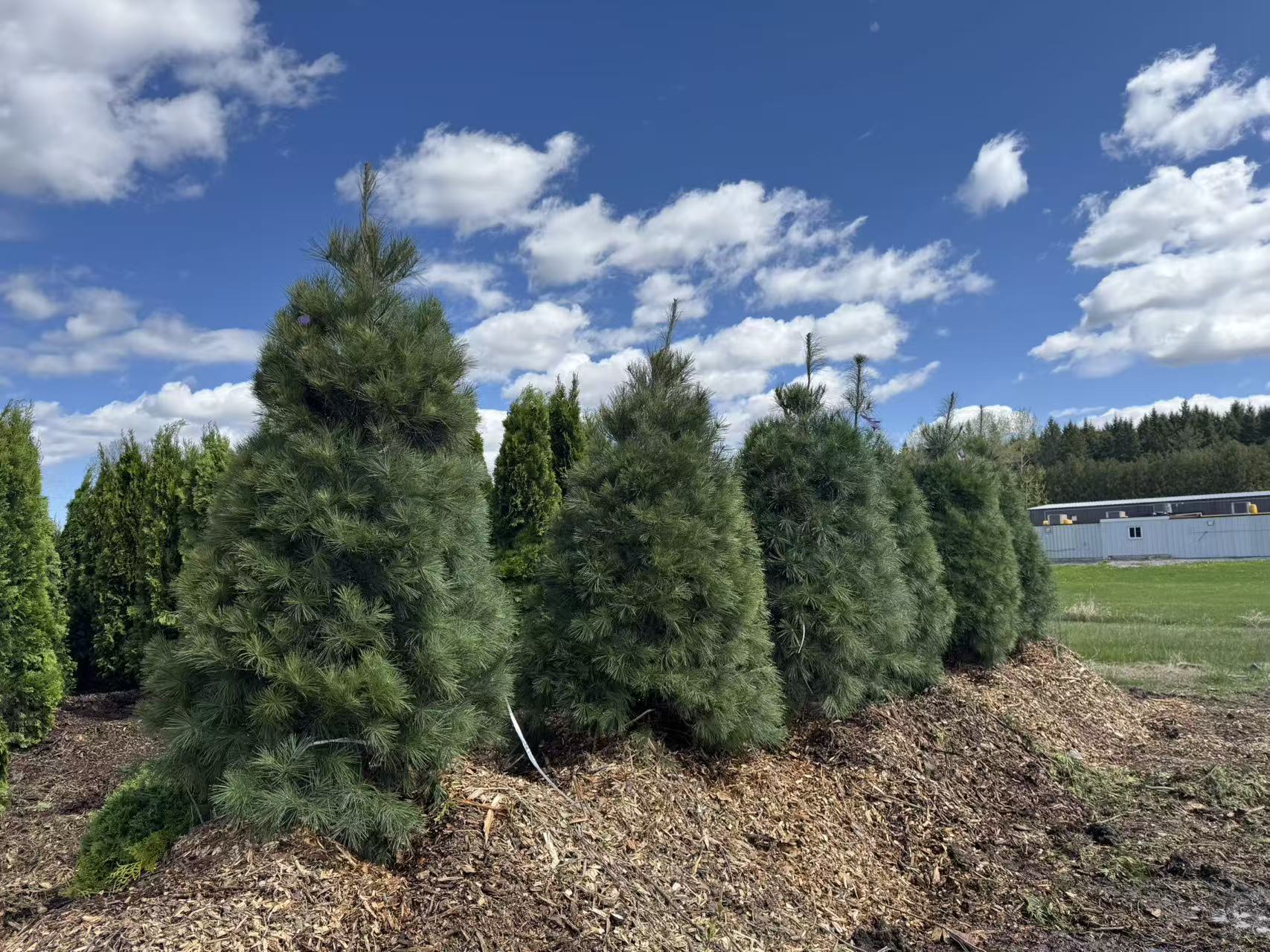 White Pine – zforcefarm