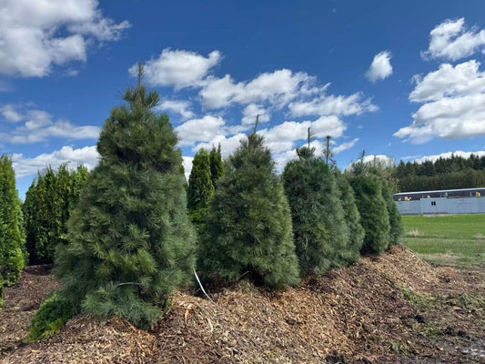 White Pine