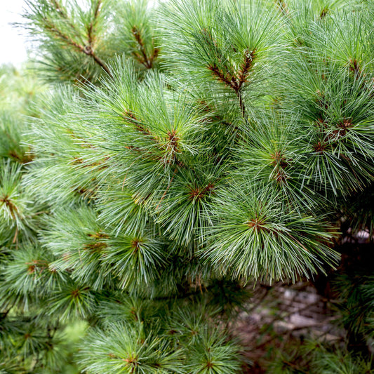 White Pine