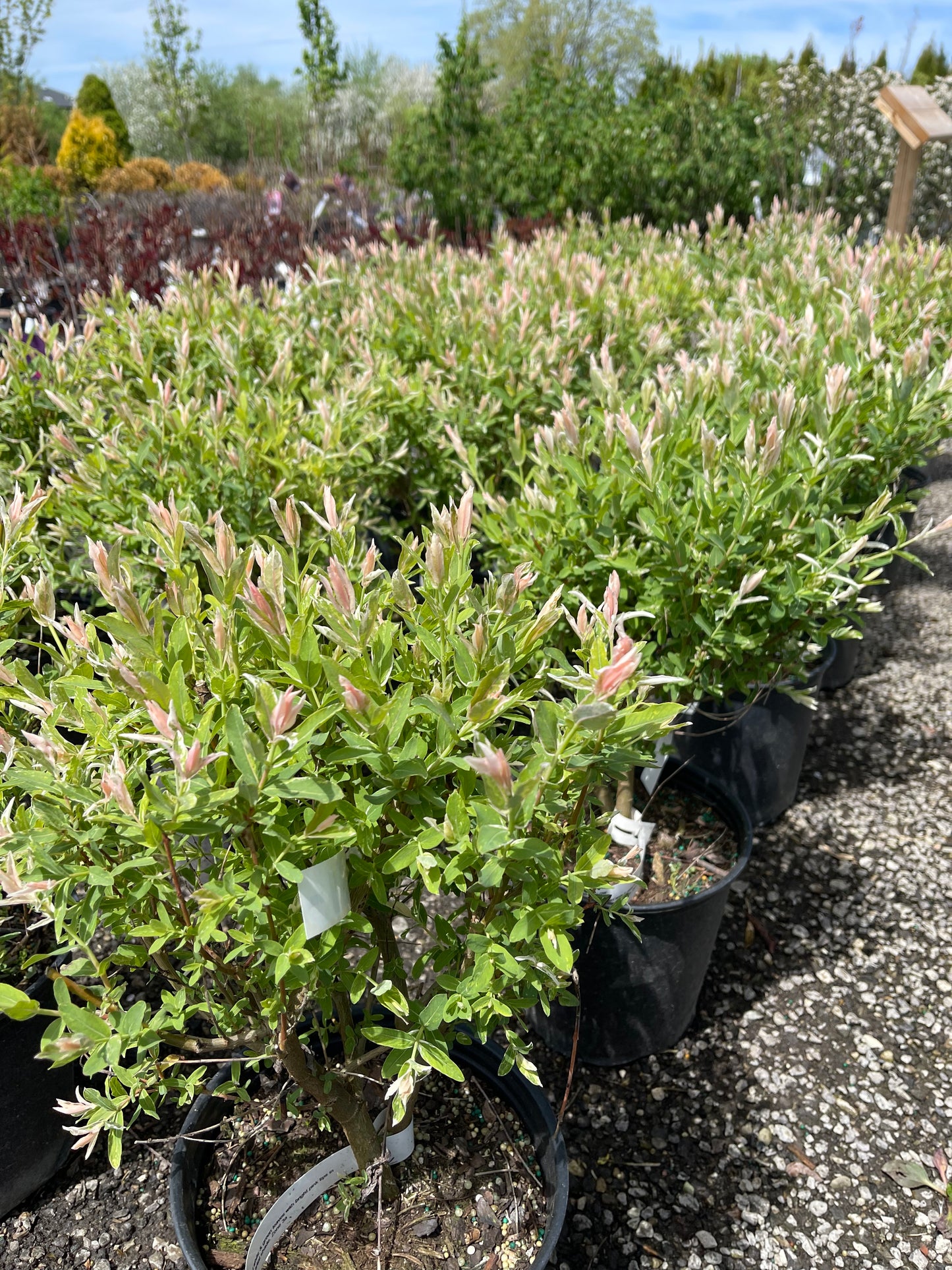 Flamingo Dappled Willow