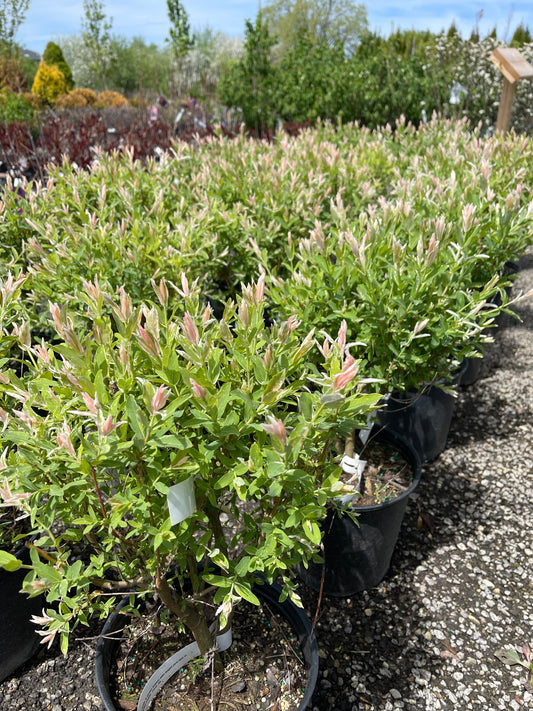 Flamingo Dappled Willow