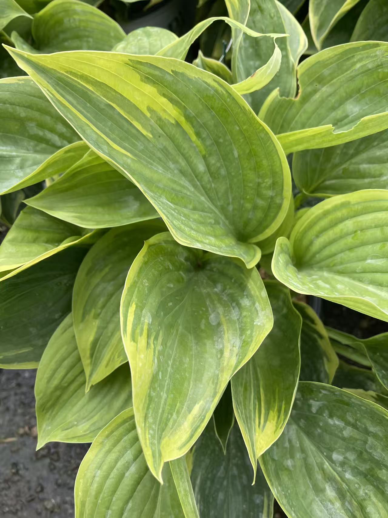 Hosta 'Wu-La-La'