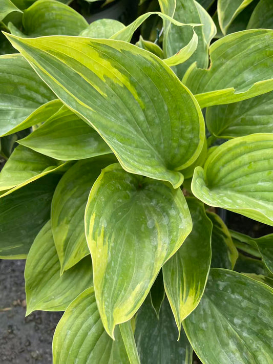 Hosta 'Wu-La-La'