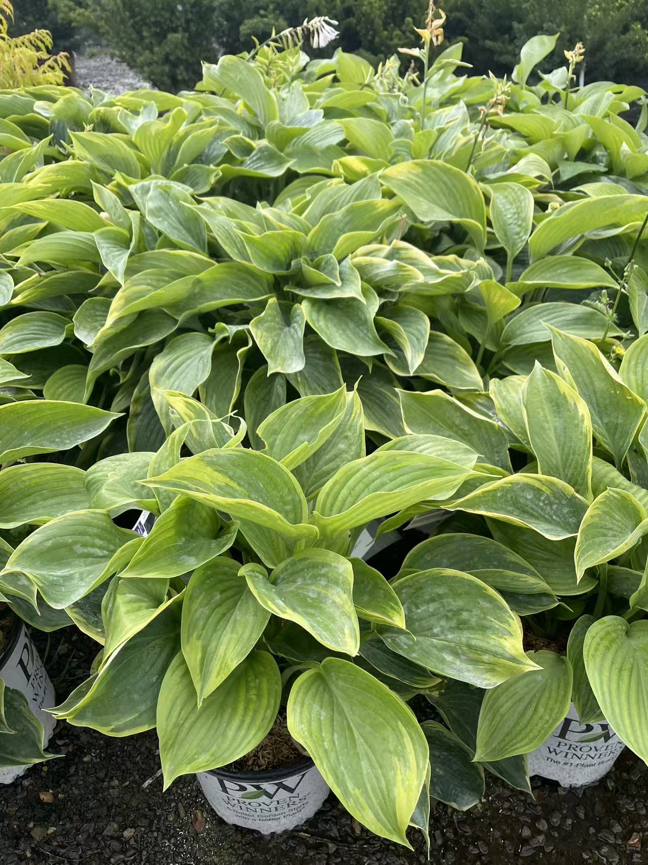 Hosta 'Wu-La-La'