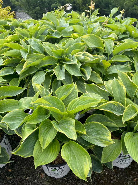 Hosta 'Wu-La-La'
