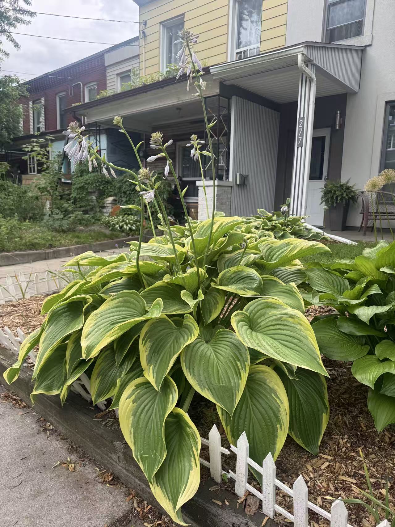 Hosta 'Wu-La-La'