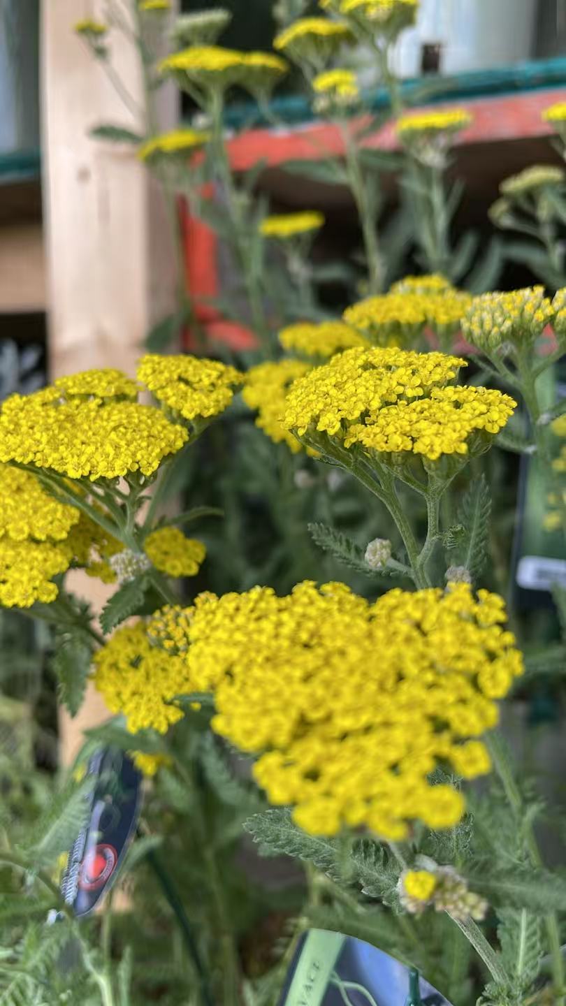 Yarrow 'Sassy Summer Lemon'