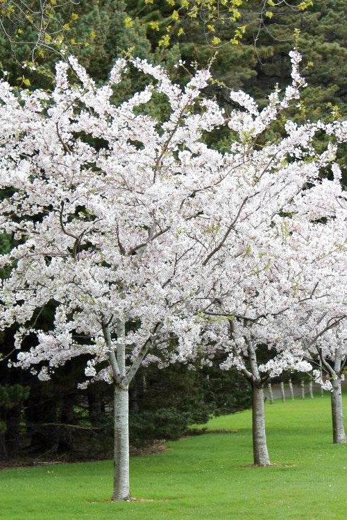 Yoshino cherry – zforcefarm