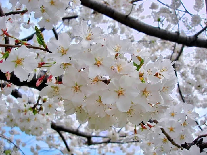 Yoshino cherry – zforcefarm