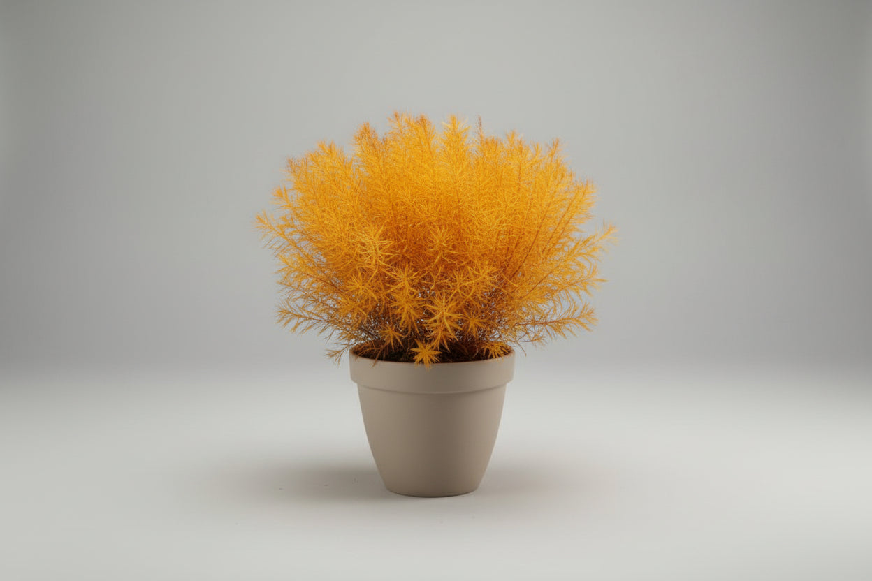 Amsonia 'Butterscotch'