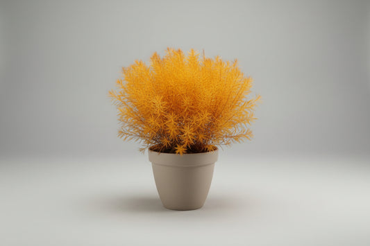 Amsonia 'Butterscotch'