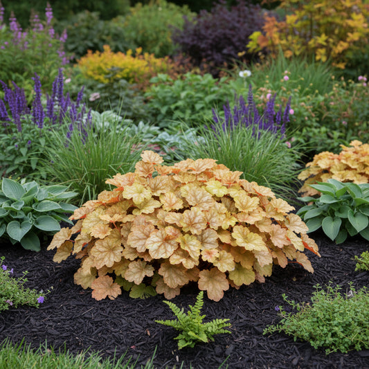 Coral Bells 'Ginger Ale'