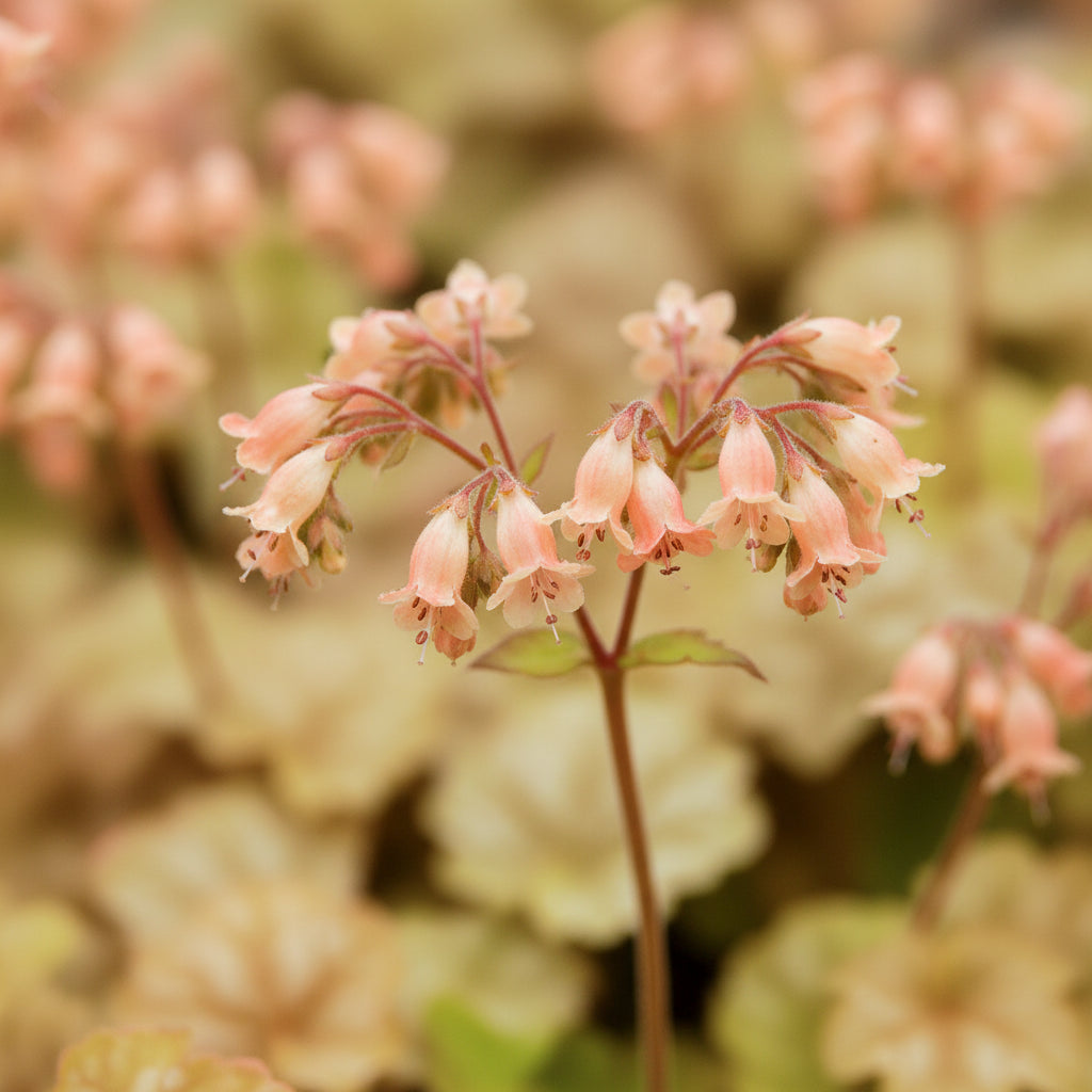 Coral Bells 'Ginger Ale'