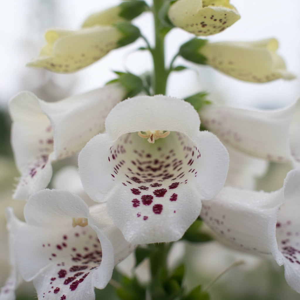 Foxglove 'Cream'
