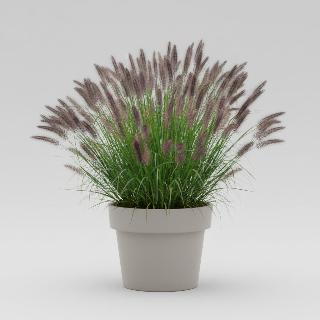 Fountain Grass 'Ginger Love'