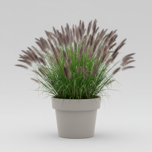 Fountain Grass 'Ginger Love'