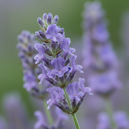 Lavender 'La Diva Eternal Elegance'