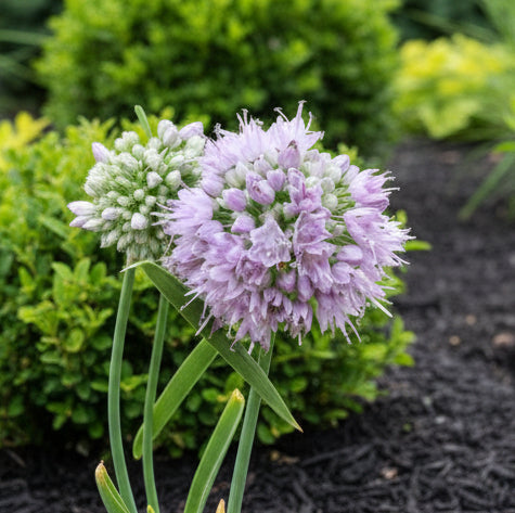 Allium 'Summer Peek-a-Boo'