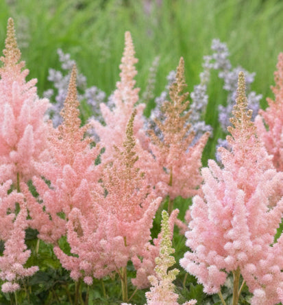 Astilbe 'Vision Inferno'