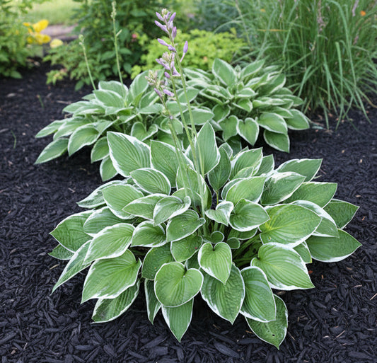 Hosta 'Francee'