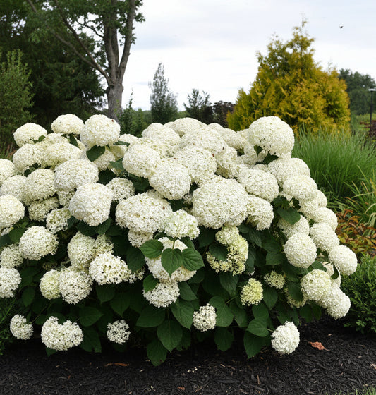 Incrediball Storm Proof™ Smooth Hydrangea PW