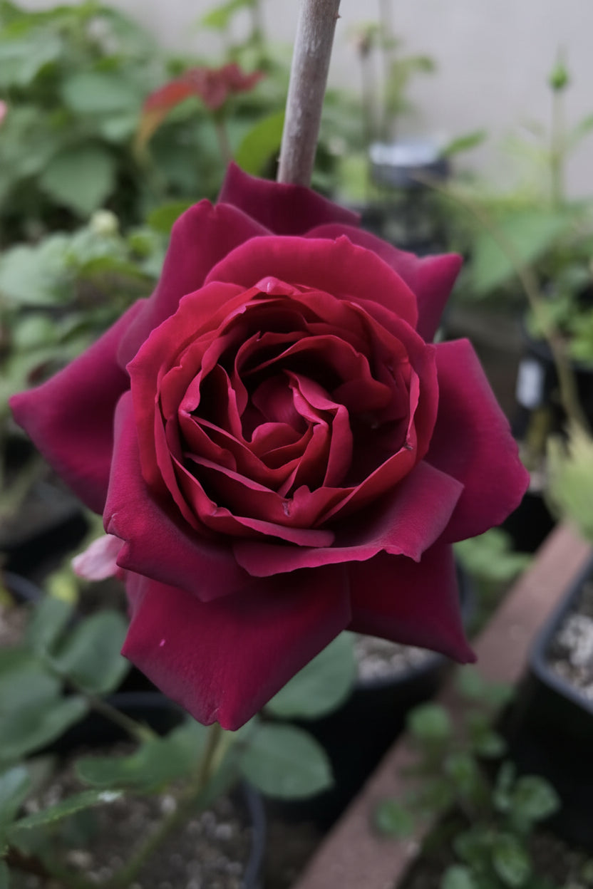 Oklahoma Rose