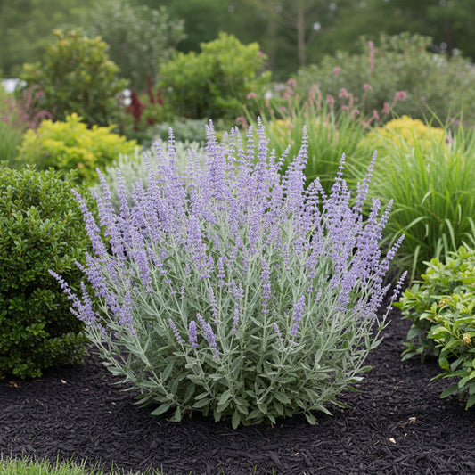 Russian Sage 'Prime Time'