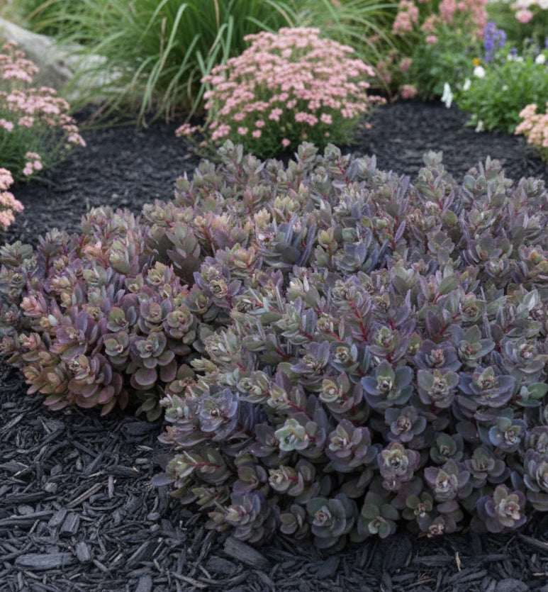 Sedum Sunsparkler 'Dazzleberry'